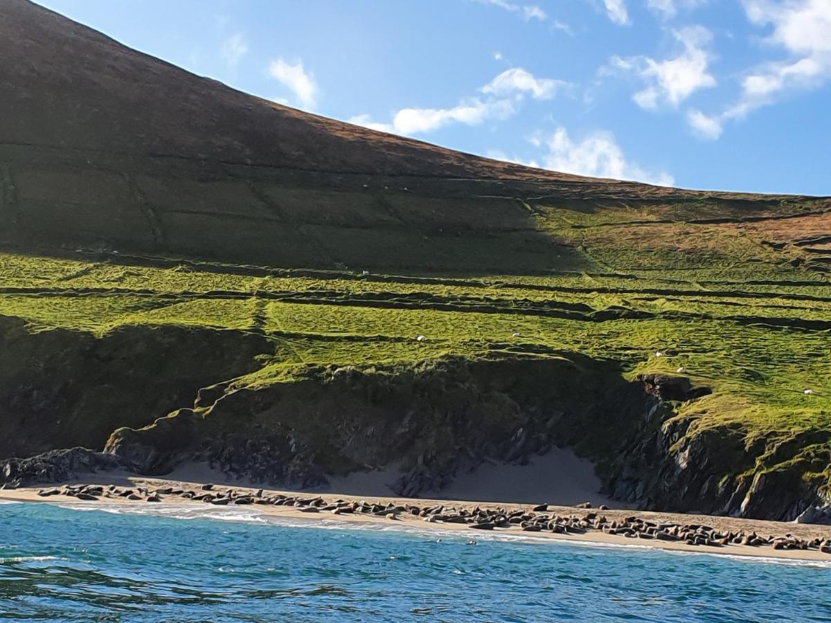 The Plough B&B Ventry Exterior photo
